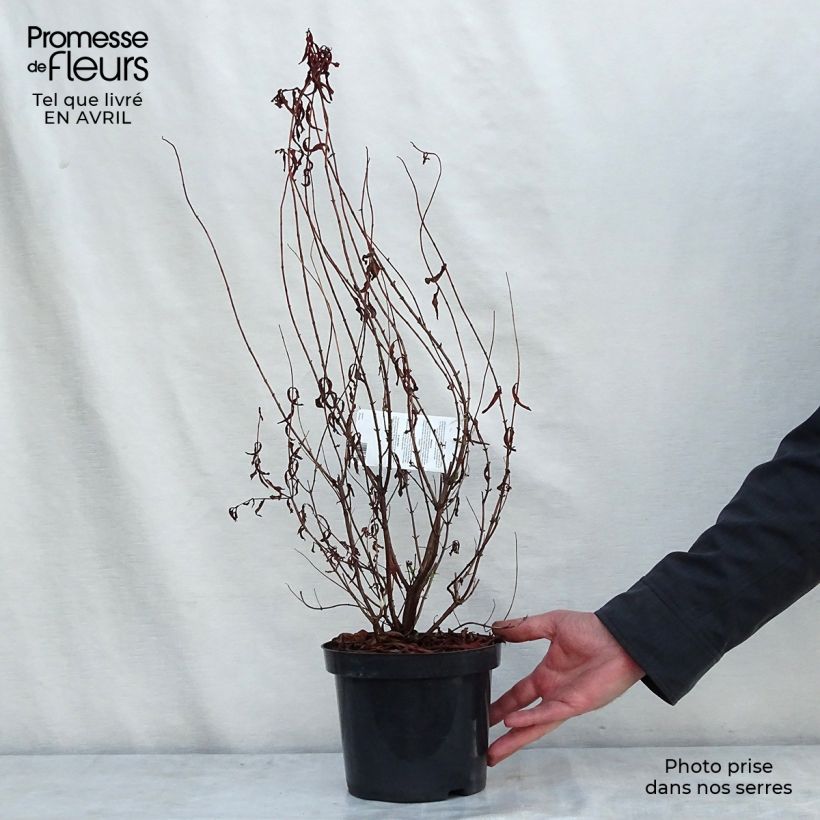 Example of Hypericum Hidcote - Iperico Vaso da 2L/3L as you get in printemps