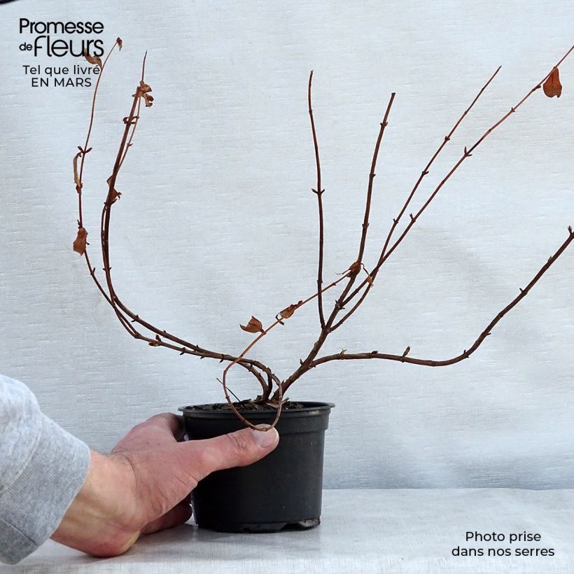 Example of Hypericum Hidcote - Iperico Vasetto da 8/9 cm as you get in printemps