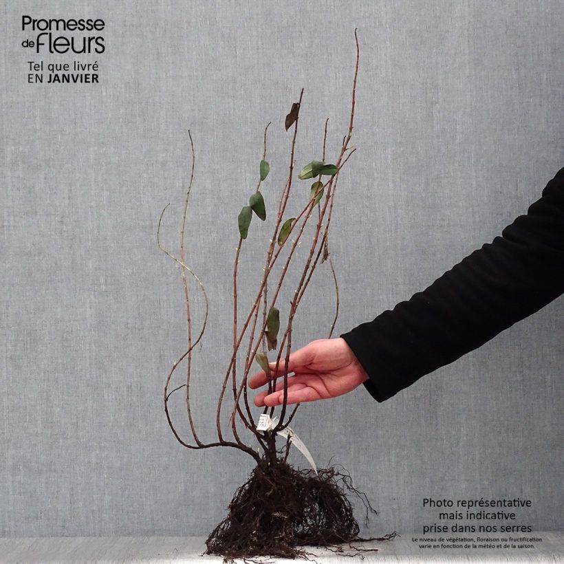 Example of Hypericum Hidcote - Iperico Piante piccole a radice nuda as you get in hiver