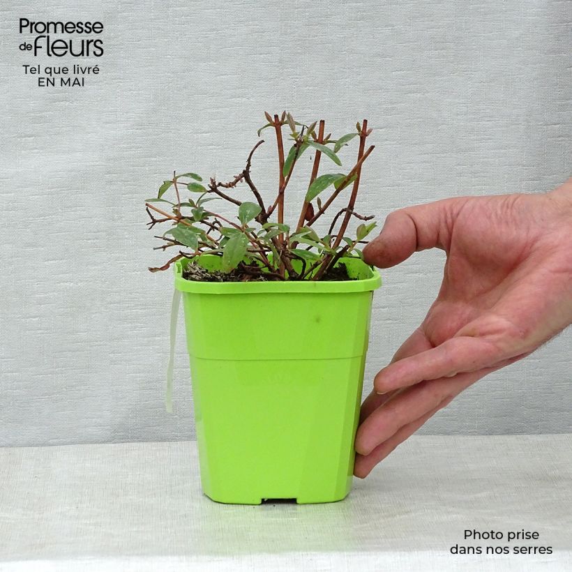 Hypericum Radiance - Iperico Vaso da 1L/1,5L esemplare consegnato in primavera