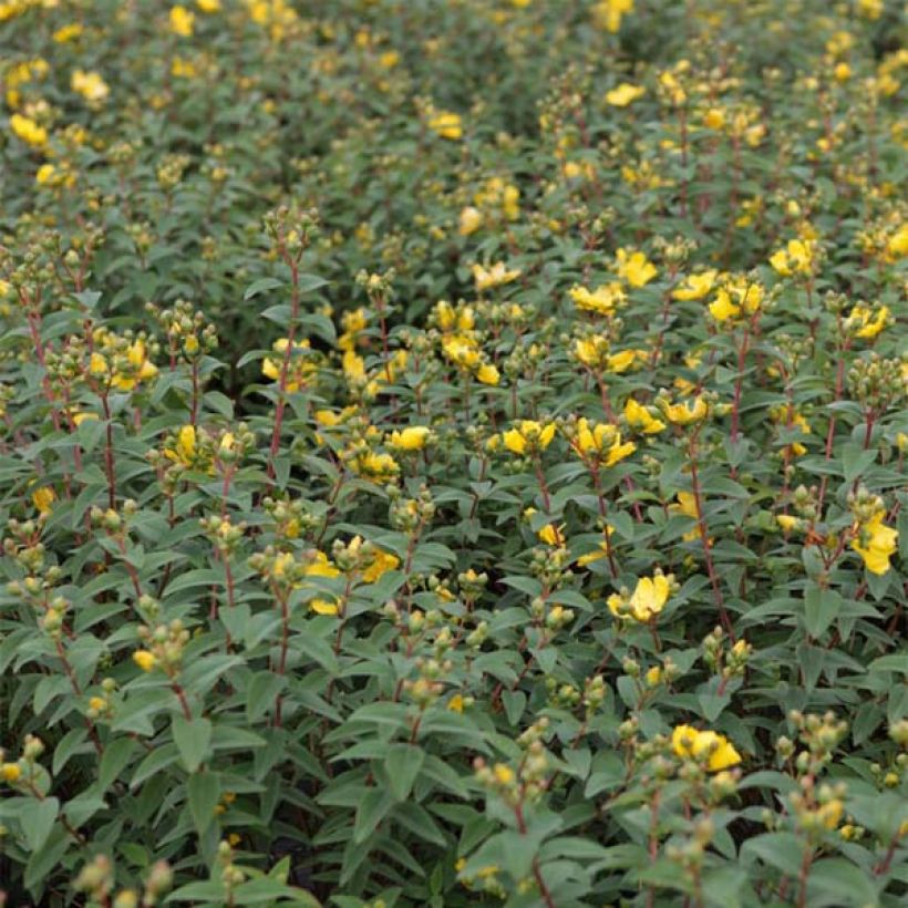 Hypericum Hidcote - Iperico (Foliage)