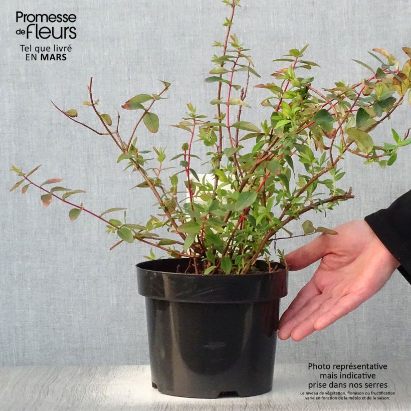 Example of Hypericum dummeri Peter Dummer - Iperico Vaso da 3L/4L as you get in printemps