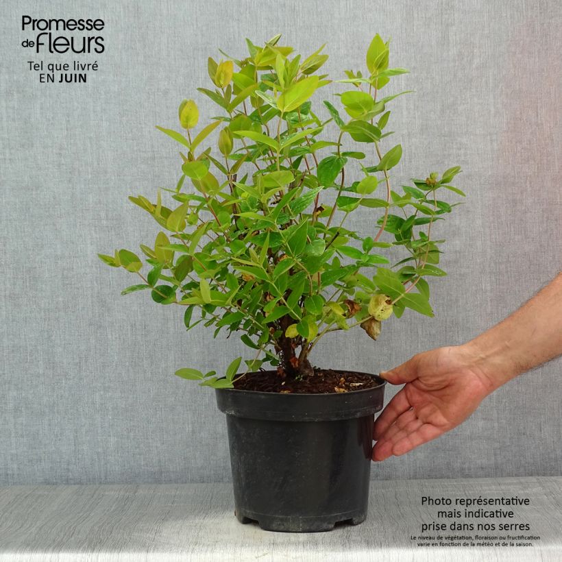 Example of Hypericum inodorum Magical Beauty Kolmbeau - Iperico Vaso da 3L/4L as you get in printemps