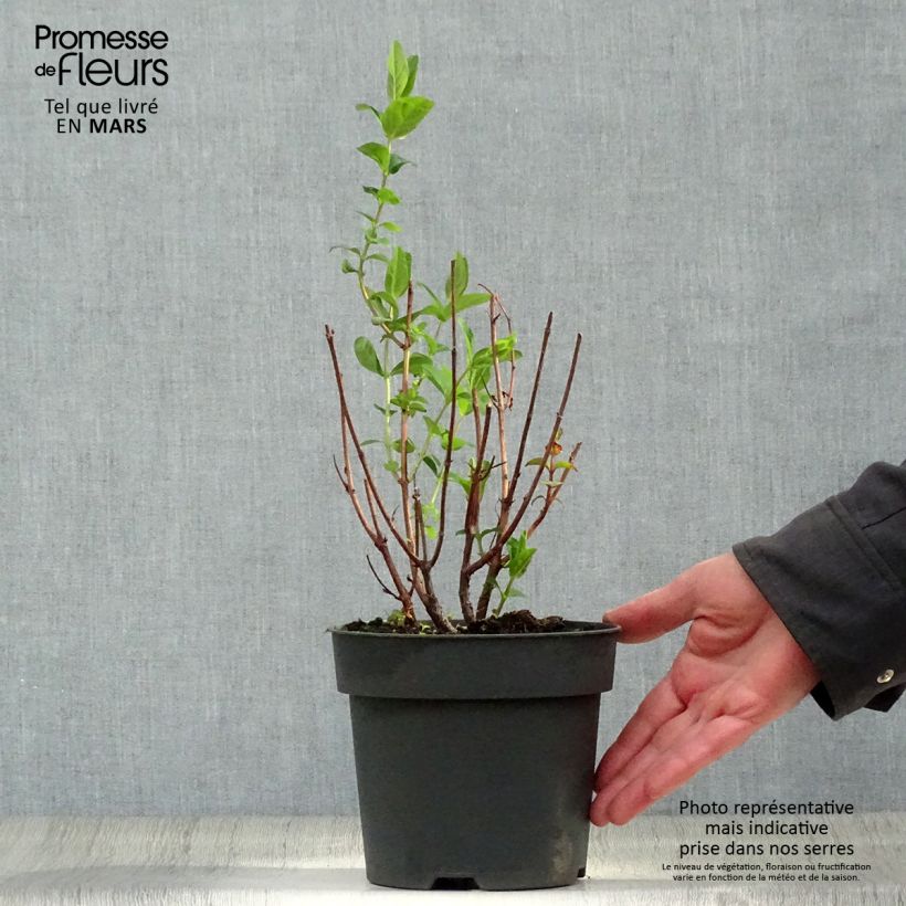 Example of Hypericum inodorum Magical Red Flame - Iperico Vaso da 2L/3L as you get in printemps