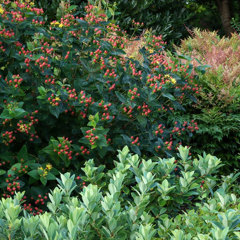 Hypericum inodorum Magical Red Flame - Iperico (Plant habit)