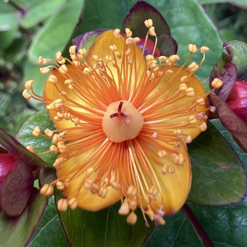 Hypericum inodorum Magical Universe - Iperico (Flowering)