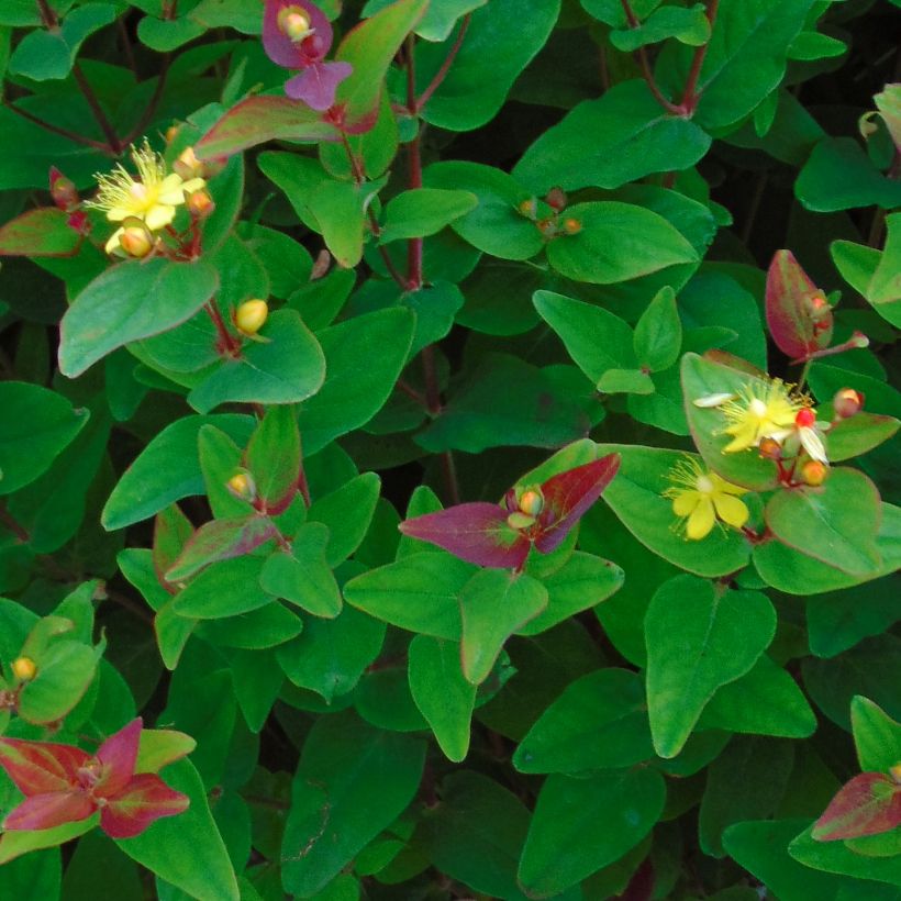 Hypericum inodorum Rheingold - Iperico (Foliage)