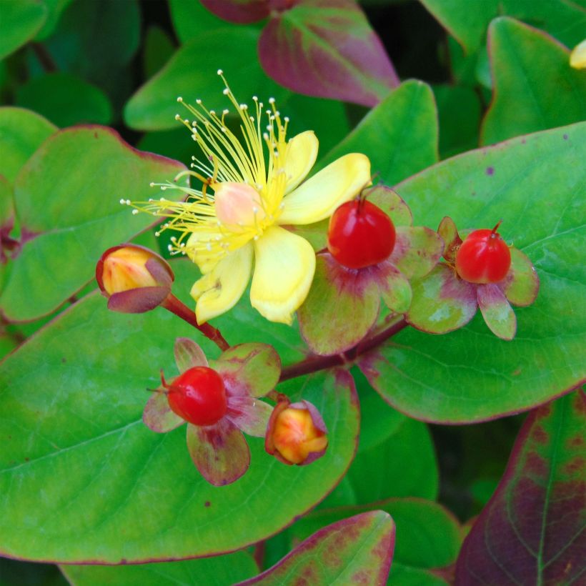 Hypericum inodorum Rheingold - Iperico (Flowering)