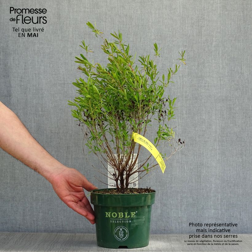 Example of Hypericum kalmianum Blue Velvet - Iperico Vaso da 2L/3L as you get in printemps
