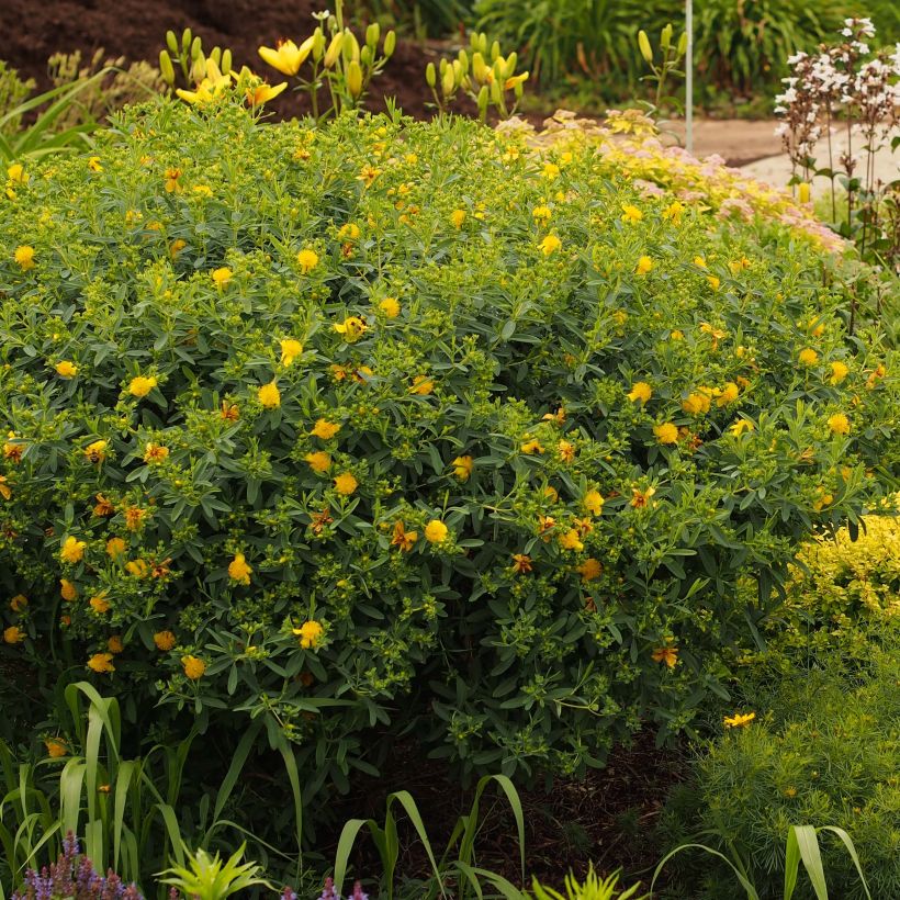 Hypericum kalmianum Blue Velvet - Iperico (Plant habit)