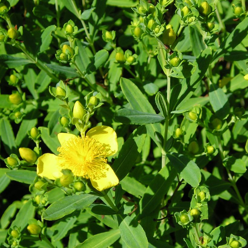 Hypericum kalmianum Gemo - Iperico (Foliage)
