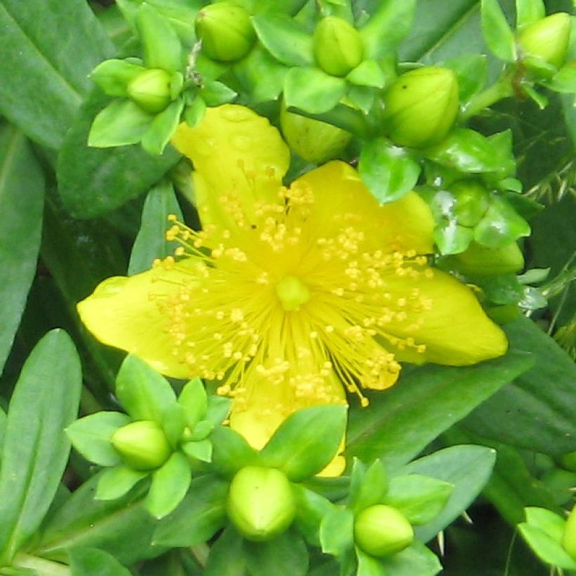 Hypericum kalmianum Gemo - Iperico (Flowering)