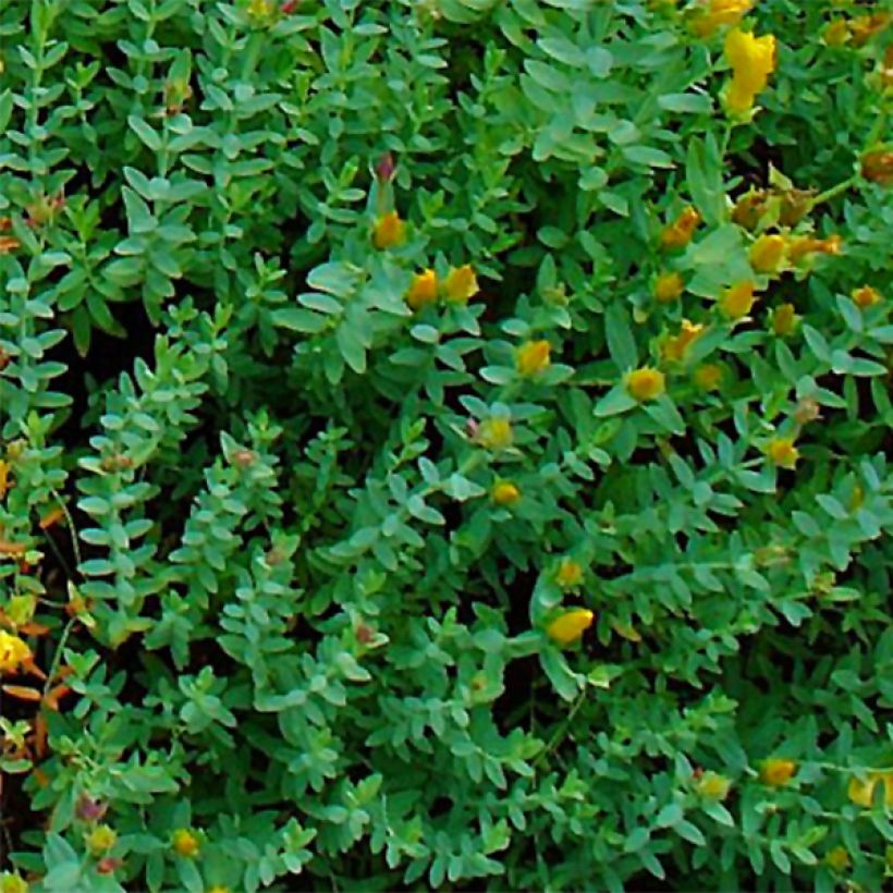 Hypericum olympicum - Iperico (Foliage)