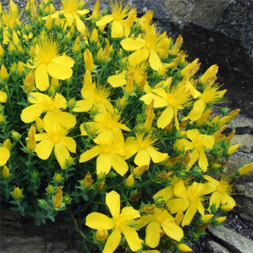 Hypericum olympicum - Iperico (Flowering)