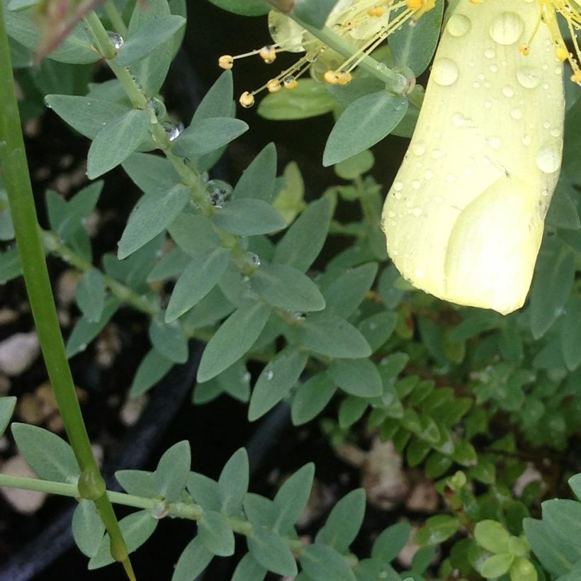 Hypericum olympicum Citrinum - Iperico (Foliage)