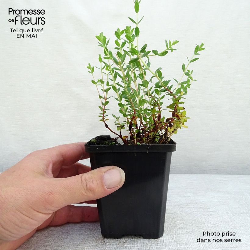 Example of Hypericum olympicum - Iperico Vasetto da 8/9 cm as you get in printemps