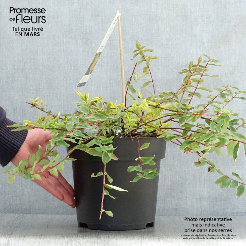 Hypericum moserianum Little Misstery - Iperico Vaso da 4L/5L esemplare consegnato in primavera