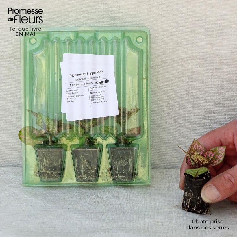 Example of Hypoestes phyllostachya Hippo Pink mini zolla... as you get in printemps
