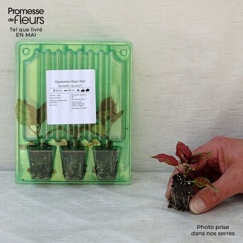 Example of Hypoestes phyllostachya Hippo Red mini zolla... as you get in printemps