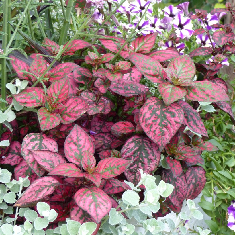 Hypoestes phyllostachya Hippo Red (Plant habit)