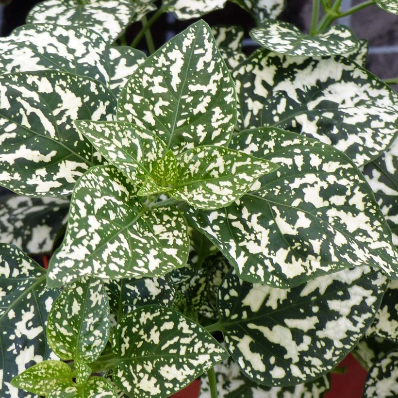 Hypoestes phyllostachya Hippo White (Foliage)