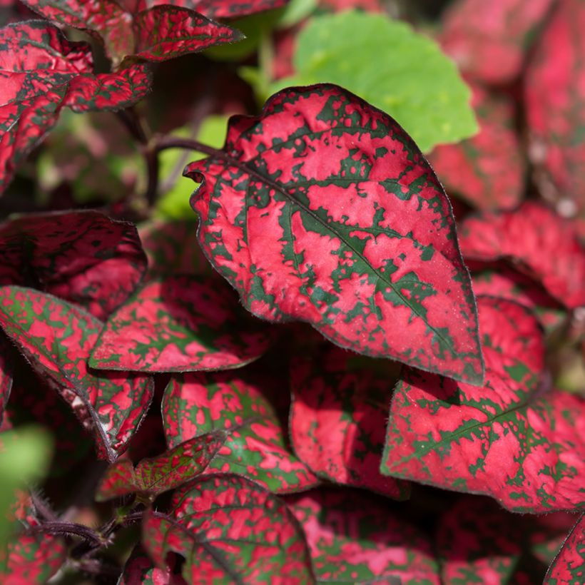 Hypoestes phyllostachya Red (Fogliame)
