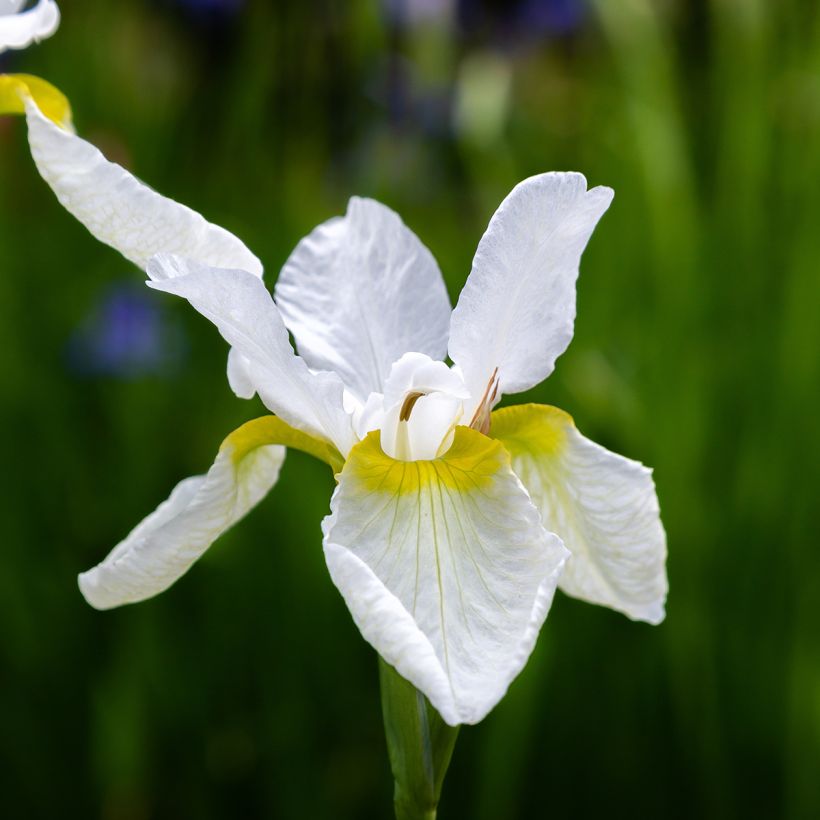 Iris sibirica Snow Crest - Iris de Sibérie (Fioritura)