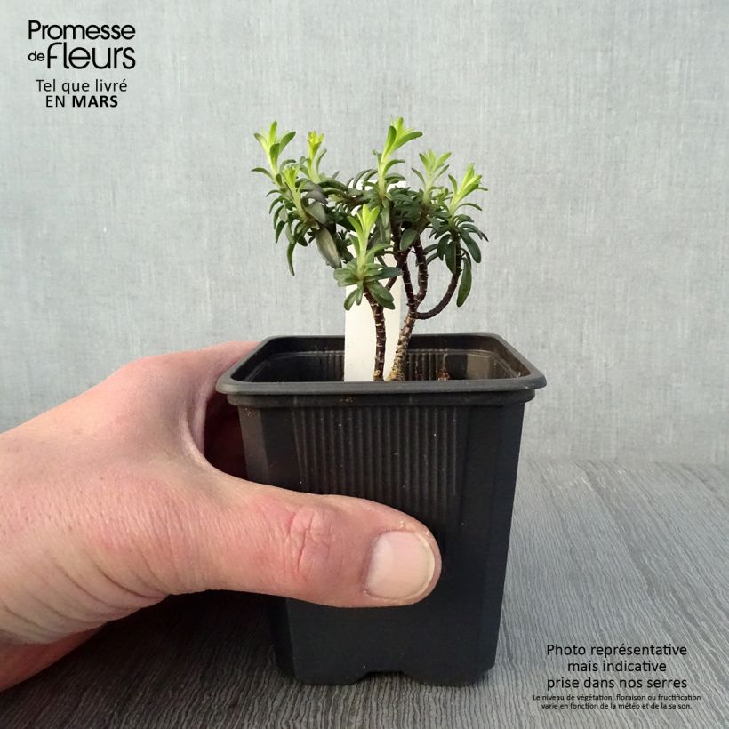 Example of Iberis Absolutely Amethyst - Iberide rossa Vasetto da 8/9 cm as you get in printemps