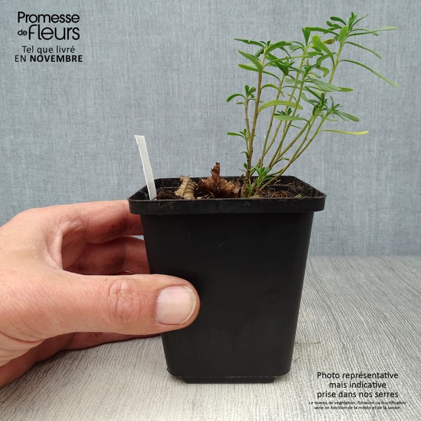 Esemplare di Iberis sempervirens Snowflake - Iberide sempreverde Vasetto da 8/9 cm come consegnato in autunno