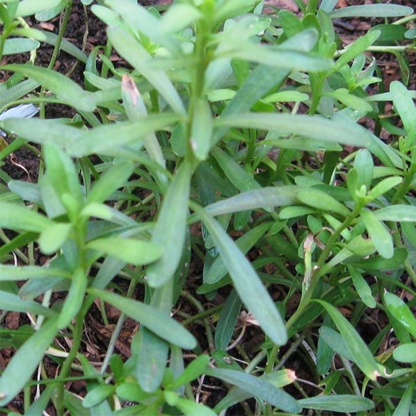 Iberis sempervirens - Iberide sempreverde (Foliage)