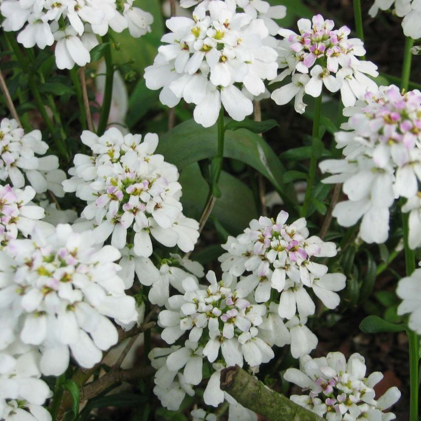 Iberis sempervirens - Iberide sempreverde (Flowering)