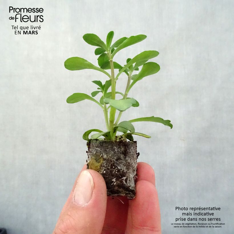 Iberis sempervirens Masterpiece - Iberide sempreverde mini zolla... esemplare consegnato in primavera