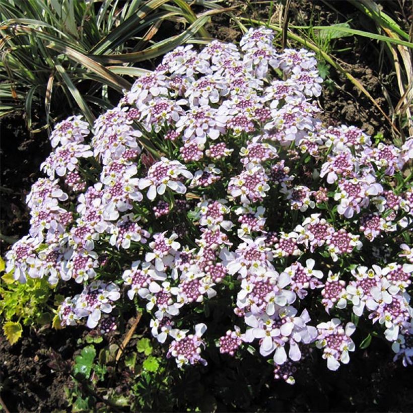 Iberis sempervirens Pink Ice - Iberide sempreverde (Plant habit)