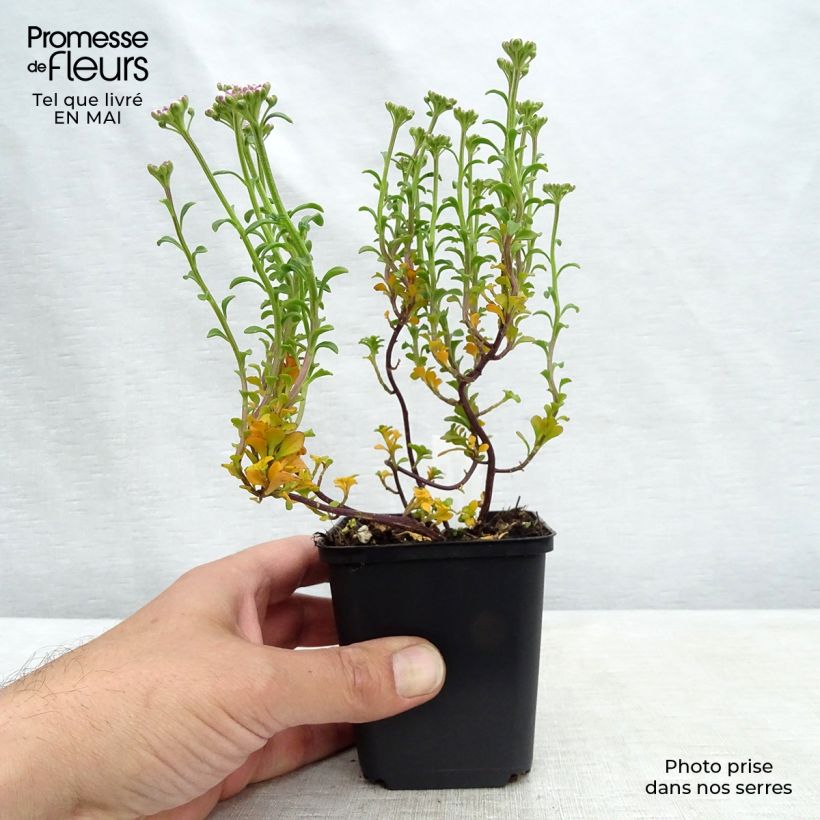 Example of Iberis sempervirens Pink Ice - Iberide sempreverde Vasetto da 8/9 cm as you get in printemps