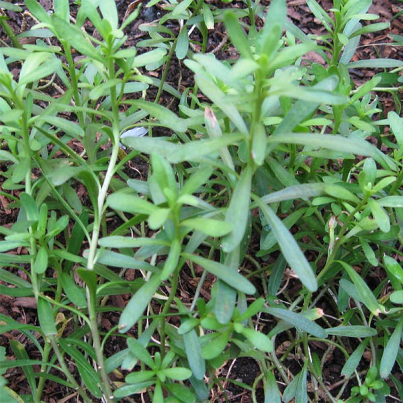 Iberis sempervirens Weisser Zwerg - Iberide sempreverde (Foliage)