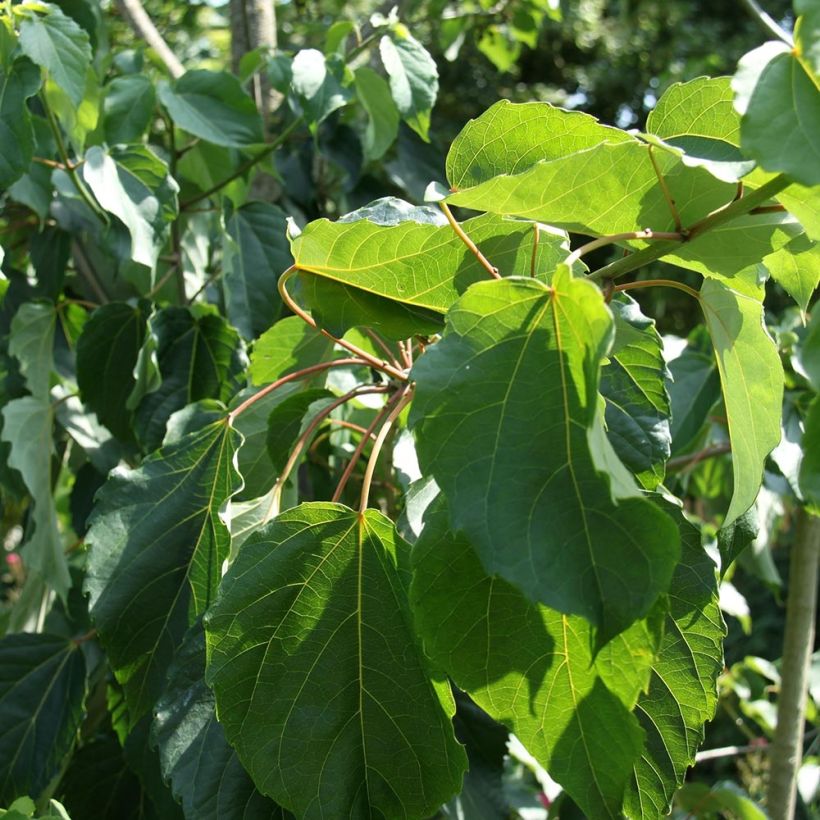 Idesia polycarpa var. vestita (Fogliame)