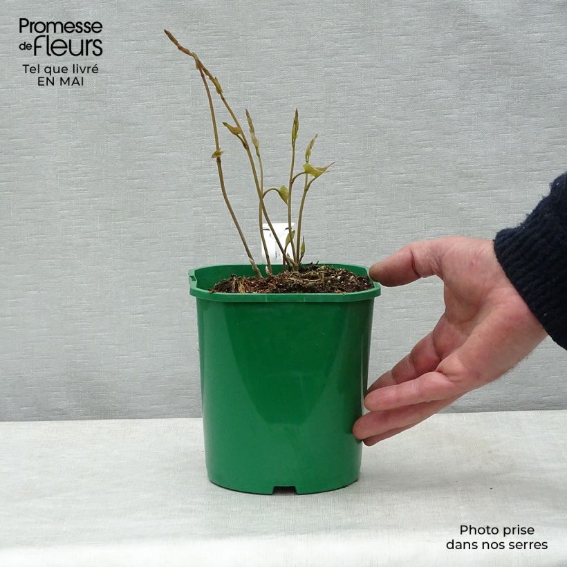 Dioscorea batatas - Igname cinese Vaso da 2L/3L esemplare consegnato in primavera