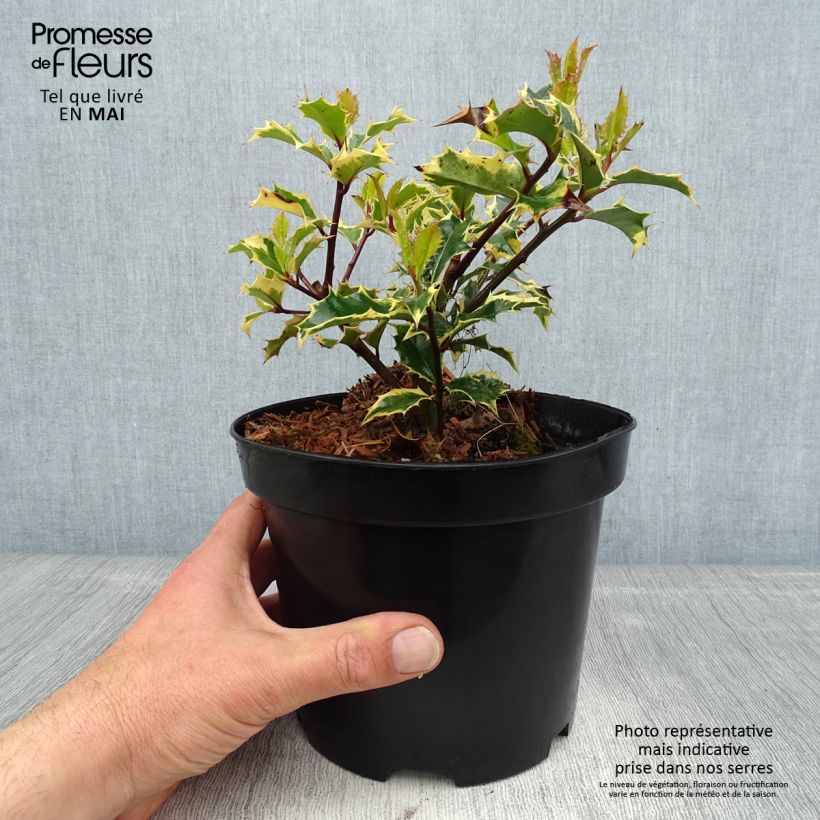 Example of Ilex aquifolium Madame Briot - Agrifoglio variegato Vaso da 3L/4L as you get in printemps