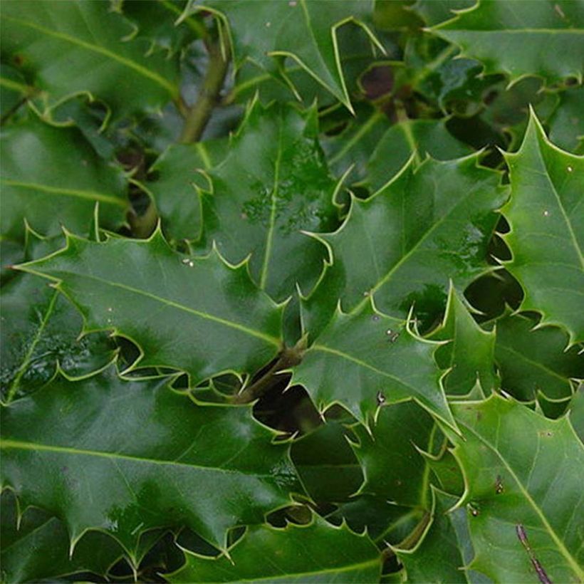Ilex aquifolium - Agrifoglio (Fogliame)