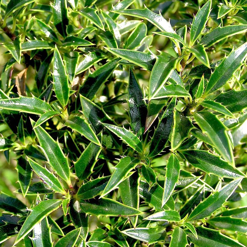 Ilex aquifolium Myrtifolia - Agrifoglio (Foliage)
