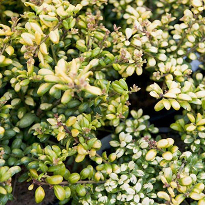 Ilex crenata Convexed Gold - Agrifoglio giapponese (Foliage)