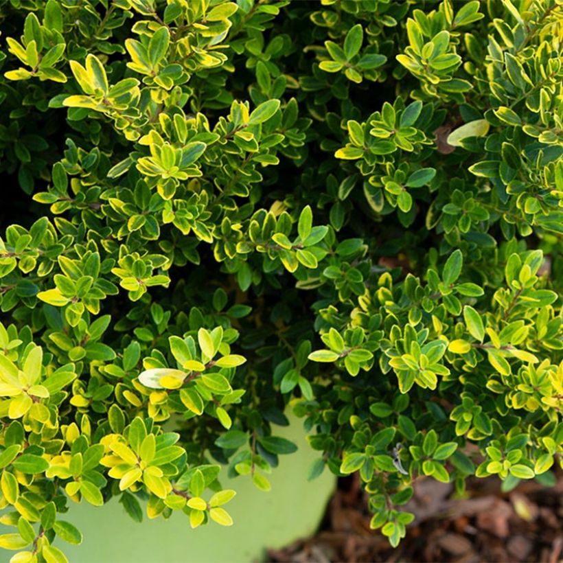 Ilex crenata Lingold - Agrifoglio giapponese (Fogliame)