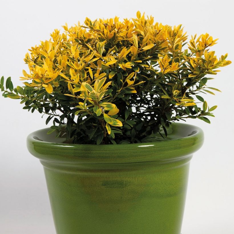 Ilex crenata Lingold - Agrifoglio giapponese (Porto)