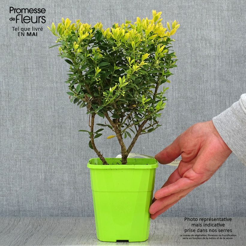 Ilex crenata Lingold - Agrifoglio giapponese Vaso da 1L/1,5L esemplare consegnato in primavera