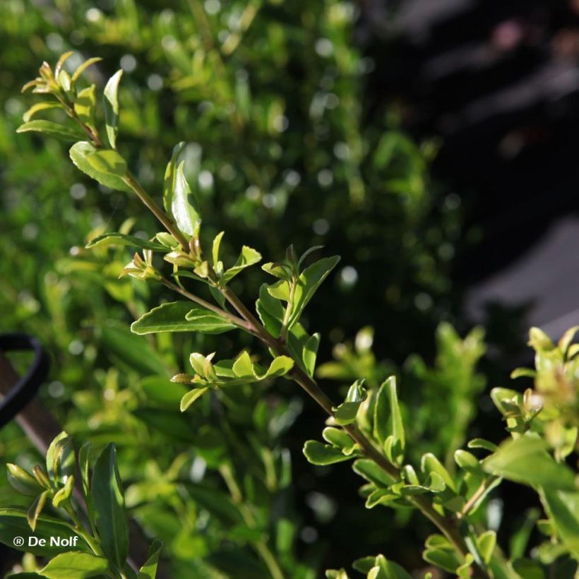 Ilex maximowicziana Kanehirae - Agrifoglio (Fogliame)