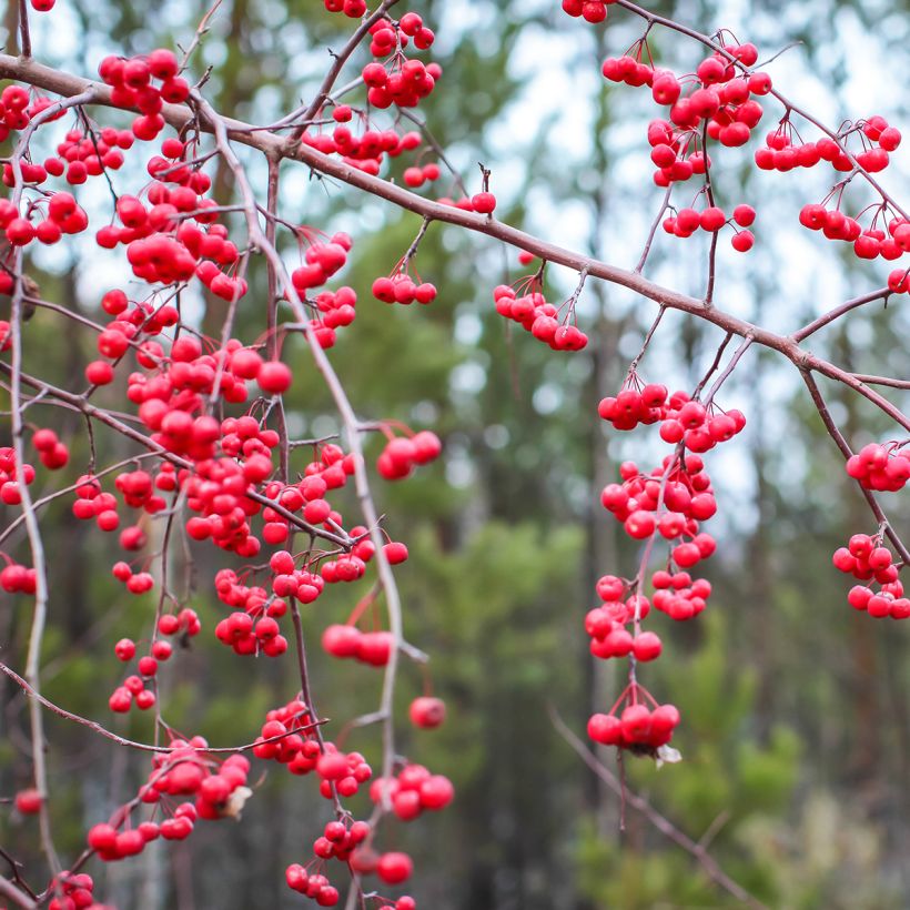 Ilex verticillata - Agrifoglio (Harvest)