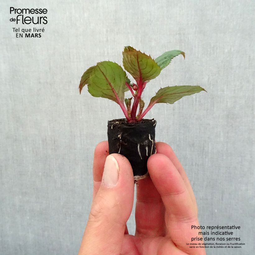 Impatiens Sunpatiens Compact Blush Pink - Fiore di vetro mini zolla... esemplare consegnato in primavera