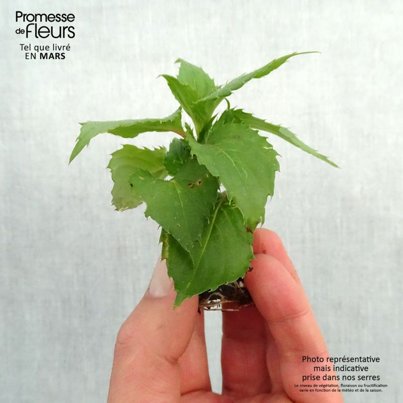 Impatiens Sunpatiens Compact Hot Lilac - Fiore di vetro mini zolla... esemplare consegnato in primavera