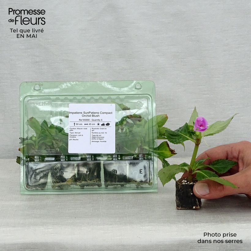 Impatiens Sunpatiens Compact Orchid Blush - Fiore di vetro mini zolla... esemplare consegnato in primavera
