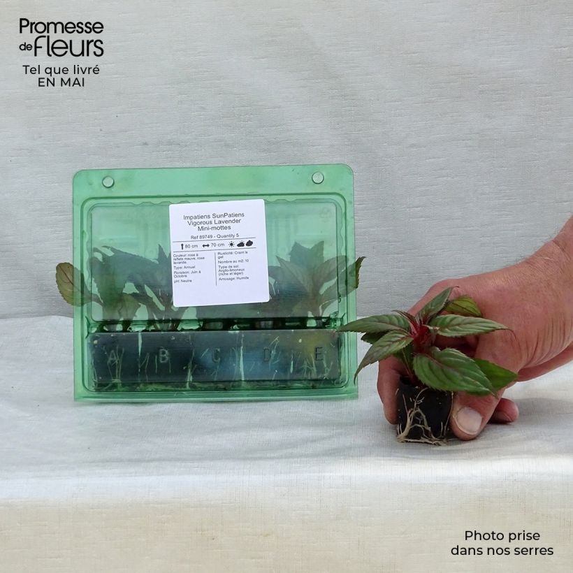 Impatiens SunPatiens Vigorous Lavender - Fiore di vetro mini zolla... esemplare consegnato in primavera